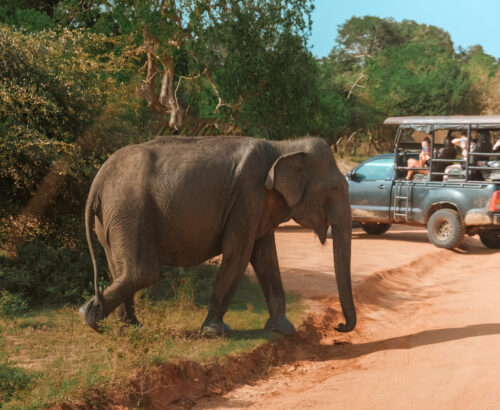 Wildlife safari.Eco travel in the jungle with wild animals elephants.Tropical tourism in the wild life of elephants.Road trip jungle,eco safari.Elephant wild life,safari trip