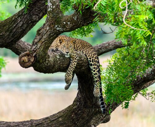 A Sri Lankan Leopard resting on top of a tree