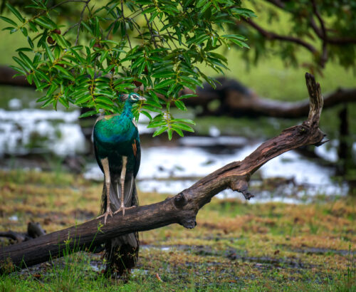Portrait of beautiful peacock in Sri Lanka