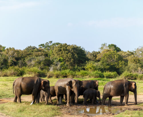scenic view of wild elephants in natural habitat, Asia, sri lanka, minneriya