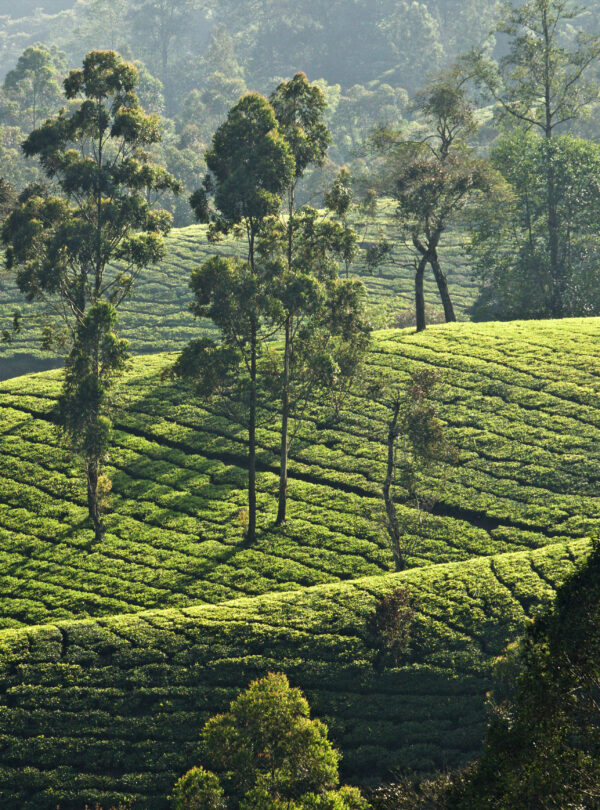 Tea plantation, Kerala, India