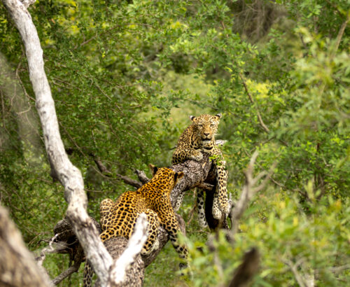 Leopard, Panthera pardus, Pair. Two leopards interacting in the branches of a large tree.