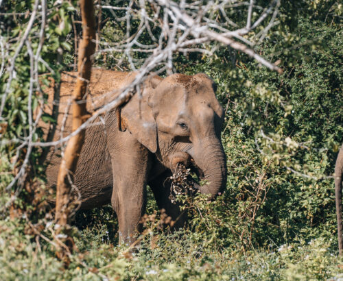 Wild Elephants, Elephas maximus maximus during safari game drive in Udawalawa National Park . High quality photo